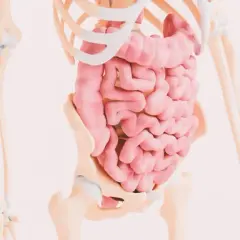 Anatomia układu pokarmowego. Zmiany w jelitach mogą być związane z celiakią objawy.