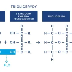 Schemat syntezy trójglicerydów z glicerolu i kwasów tłuszczowych. Norma trójglicerydów jest kluczowa dla zdrowia.