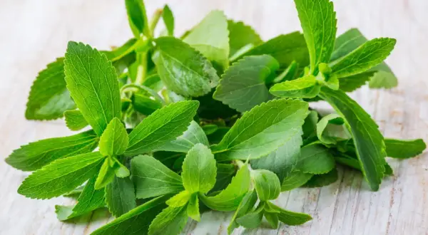 Kępa świeżych, zielonych liści stewii, naturalnego słodzika. To właśnie stewia co to za roślina, która słodzi bez kalorii.