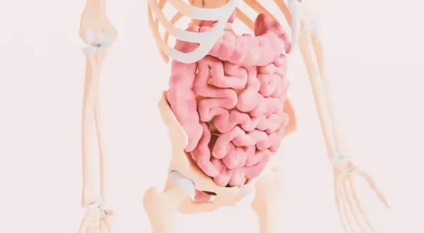 Anatomia układu pokarmowego. Zmiany w jelitach mogą być związane z celiakią objawy.