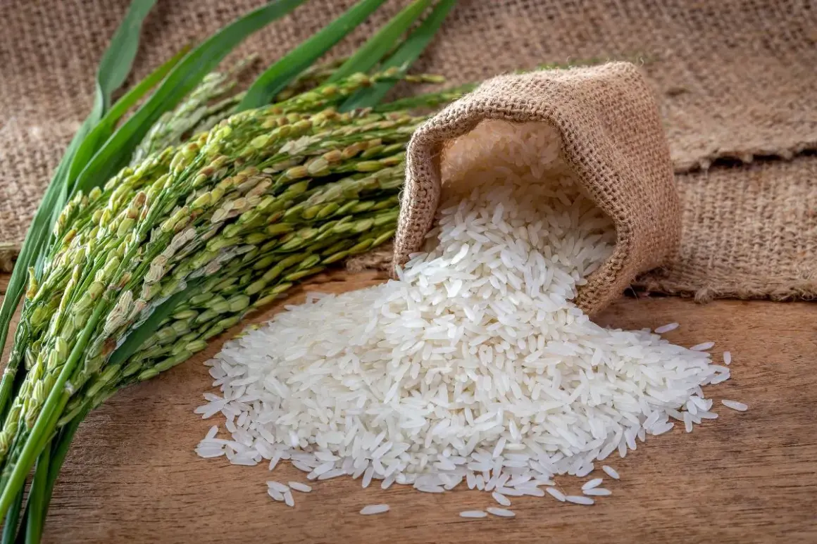 Kłosy ryżu i rozsypane ziarna z worka. Odpowiedź na pytanie: czy ryż ma gluten? Nie, ryż jest naturalnie bezglutenowy.