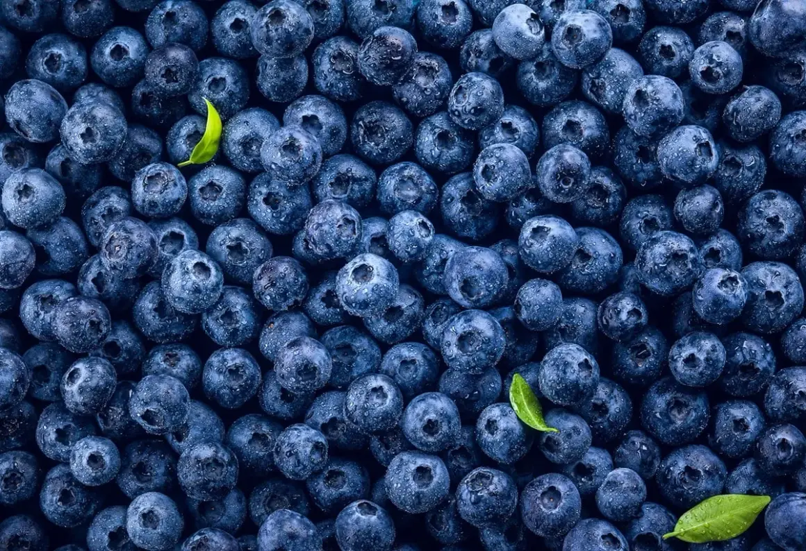 Gęsto ułożone, mokre borówki z kilkoma zielonymi listkami. Idealne do zdrowej diety, niskie borówki kcal.