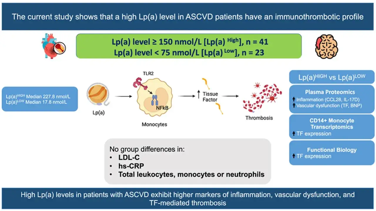 Wysokie stężenie lipoproteiny (a) w ASCVD wiąże się z zapaleniem i zakrzepicą. Jak obniżyć? Badanie analizuje mechanizmy.
