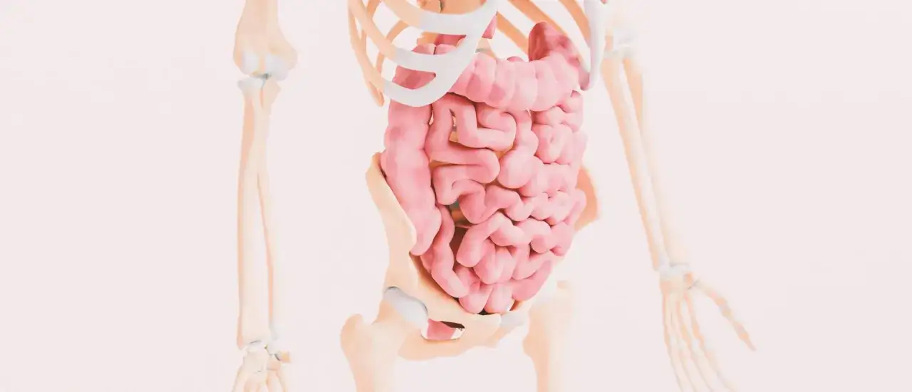 Anatomia układu pokarmowego, ilustracja przedstawiająca jelita w kontekście szkieletu. Może pomóc zrozumieć celiakia objawy.