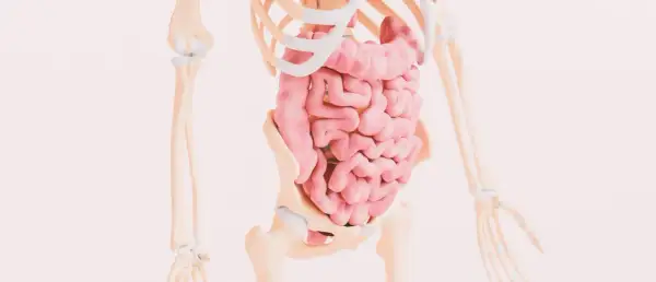 Anatomia układu pokarmowego. Zmiany w jelitach mogą być związane z celiakią objawy.