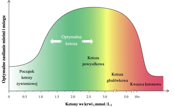 Wykres pokazuje zależność optymalnego zasilania mięśni i mózgu od poziomu ketonów we krwi. W optymalnej ketozie ciała ketonowe efektywnie odżywiają organizm.